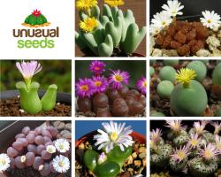 Kaktusi: Conophytum mix - 20 semenki